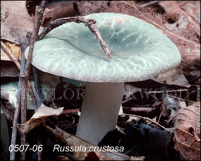 Russula crustosa