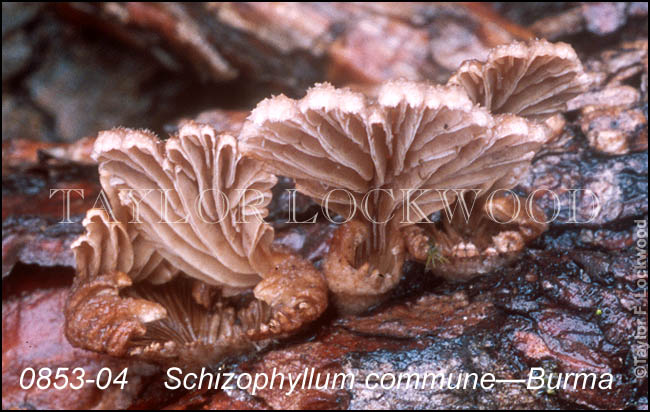 Schizophyllum commune - Burma