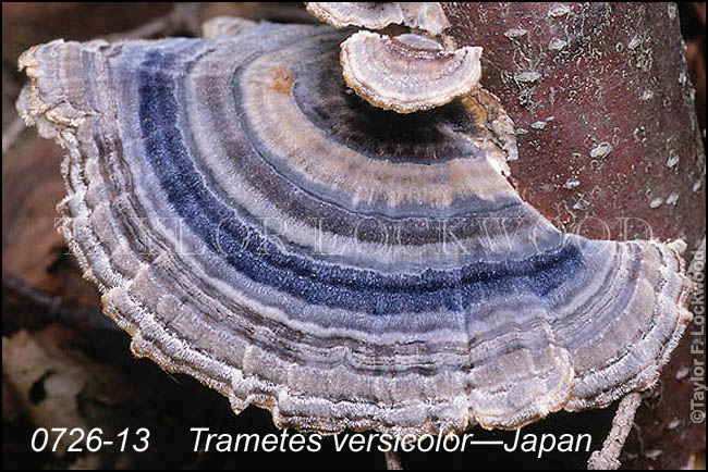 Trametes versicolor - Japan