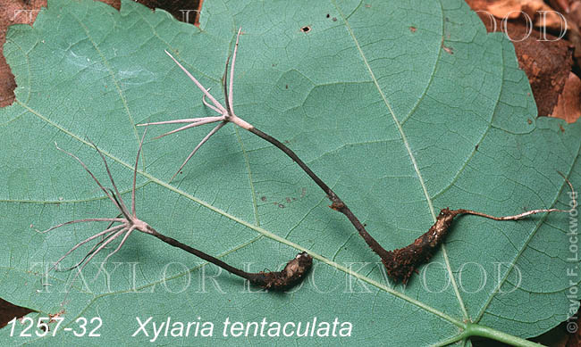 Xylaria tentaculata