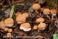 Asterophora_parasitica-b