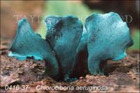 Chlorociboria_aeruginosa-b