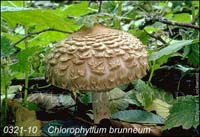 Chlorophyllum_brunneum