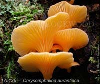 Chrysomphalina_aurantiaca