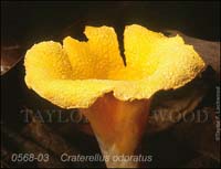 Craterellus_odoratus