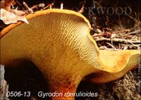 Gyrodon_merulioides-b