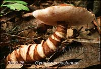 Gyroporus_castaneus