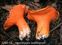Hypomyces_lactifluorum-c