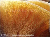 Merulius_tremelloides