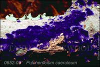 Pulcherricium_caeruleum