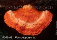 Pynconoporus_sp