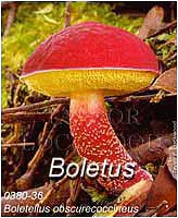Boletellus obscurecoccineus