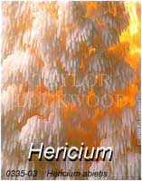 Hericium abietis
