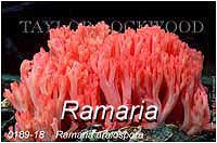 Ramaria araiospora